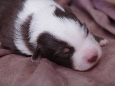 Yavru köpek battaniyenin üzerinde uyuyor. Köpek yavrusu kahverengi ve beyazdır. Battaniye mor.