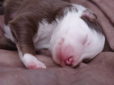 Yavru köpek yatakta uyuyor. Yavru köpek kahverengi ve beyaz