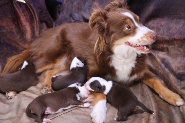 Anne köpek yavrularıyla birlikte battaniyeye uzanıyor. Anne köpeğin yavrusunu beslediği sahne sıcak ve sevgi dolu.