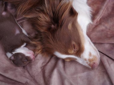 Kahverengi ve beyaz köpek bir yatakta uyuyor. Yavru köpek, yetişkin köpeğin yanındaki yatakta uyuyor.