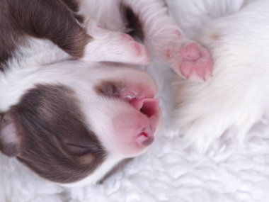 Köpek yavrusu beyaz bir battaniyenin üzerinde uyuyor. Yavru köpeğin pembe dudakları var ve kıvrılmış. Masumiyet ve sıcaklık kavramı. Yavru, yumuşak bir yüzeyde huzur içinde uyuyor.
