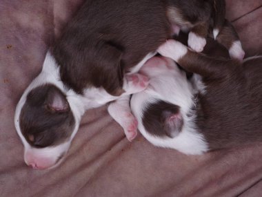 İki köpek yavrusu battaniyenin üzerinde uyuyor. Biri kahverengi ve beyaz, diğeri kahverengi ve siyah.