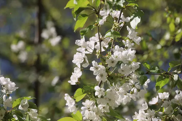 Beyaz çiçekli bir ağaç tam çiçeklenmiştir. Çiçekler küçük ve bir araya toplanmış. Ağaç yeşil yapraklarla çevrili ve gökyüzü berrak ve parlak.