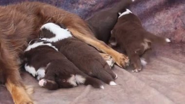 Anne bir köpek yavrularını emziriyor. Yavrular kahverengi ve beyaz. Hepsi uyuyor.