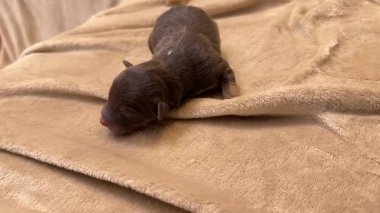 Küçük köpek yavrusu bir battaniyenin üzerinde yatıyor. Yavru kahverengi ve siyah bir burnu var. Battaniye kahverengi ve bulanık bir dokusu var.