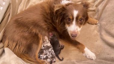 Kahverengi ve beyaz köpek bir battaniyenin üzerinde karnında iki köpek yavrusuyla yatıyor. Köpek bir anneye benziyor ve yavrularına bakıyor.