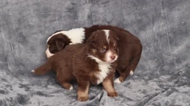 İki köpek yavrusu gri bir battaniyeye sarılıyorlar. Yavrulardan biri kahverengi ve beyaz.