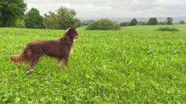 Kahverengi köpek çim tarlasında duruyor. Köpek sağına doğru bakıyor. Çimler yemyeşil ve yemyeşil