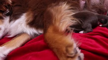 Kahverengi ve beyaz köpek kırmızı bir kanepede uyuyor. Köpek kıvrılır ve başını patilerinin üzerinde dinlendirir. Kanepe kırmızı bir battaniyeyle kaplıdır.