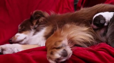 Kahverengi ve beyaz köpek kırmızı bir kanepede uyuyor. Köpek pençelerini kaldırmış yan yatıyor.