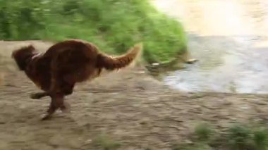 İki köpek suda oynuyorlar. Biri kahverengi, diğeri bronz tenli. Su sakin ve köpekler eğleniyor gibi görünüyor.