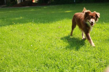 Kahverengi köpek çimen tarlasında koşuyor. Köpek mutlu ve dışarıda eğleniyor.