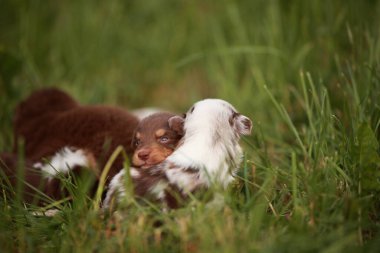 Bir grup köpek yavrusu çimenlerde oynuyorlar. Yavrulardan biri kahverengi ve beyaz. Yavrular birbirlerine sarılıp oynuyorlar.