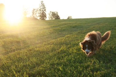 Köpek bir çim tarlasında koşuyor. Güneş ışıl ışıl parlıyor, sahne üzerine sıcak bir parıltı saçıyor. Köpek açık havayı ve güzel havayı seviyor gibi görünüyor.