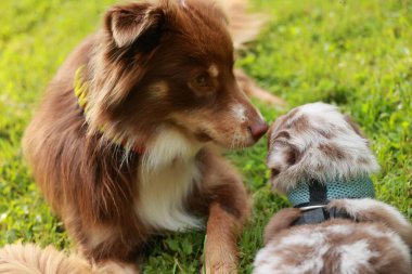 İki köpek çimlerin üzerinde yatıyor, biri kahverengi ve diğeri beyaz. Birbirlerine bakıyorlar ve birbirlerine eşlik etmekten zevk alıyor gibi görünüyorlar.