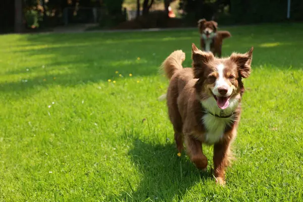 Kahverengi ve beyaz köpek çimenli bir alanda koşuyor. Köpek mutlu ve dışarıda eğleniyor.