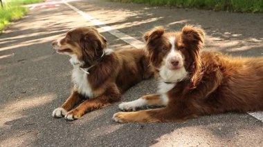 Yerde yatan iki kahverengi ve beyaz köpek. Biri solda, diğeri sağda.