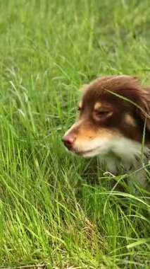 Kahverengi ve beyaz köpek otları kokluyor. Köpek, kameraya bakıyor. Çimler yemyeşil ve yemyeşil