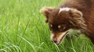 Kahverengi ve beyaz köpek çim tarlasında duruyor. Köpeğin ağzı açık ve uzaktaki bir şeye bakıyor.