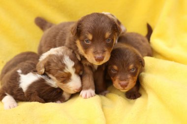 Üç sevimli ve sevimli kahverengi köpek yavrusu çok yumuşak ve rahat sarı bir battaniyeye sarılır.