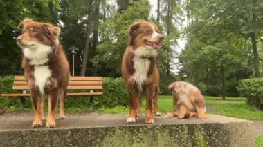 Son derece sevimli üç köpek yemyeşil bir park ortamında neşeli ve eğlenceli bir an yaşıyorlar.