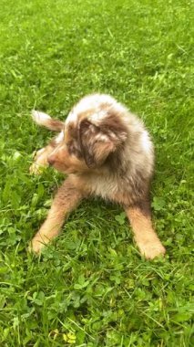 Sevimli küçük bir köpek yavrusu dışarıda, yemyeşil bir çimenlikte gezip oynarken harika vakit geçiriyor.