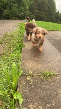 Neşeli köpekler keyifli ve bulutlu bir günde canlı, yemyeşil bir parkta özgürce koşuyor ve keşfediyorlar.