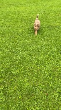 Sevimli küçük bir köpek neşeyle yemyeşil çimlerde koşuyor, neşeli ruhunu ve enerjisini sergiliyor.