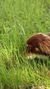 Minyatür bir Avustralyalı çoban sağlıklı nedenlerle tarlada ot yiyor.