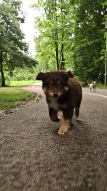 Neşeli ve neşeli bir köpek yavrusu mutlu bir şekilde parkta güneşli bir günün tadını çıkarıyor, enerji ve cazibeyle dolup taşıyor.