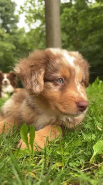 Neşeli, sevimli bir köpek yavrusu canlı yeşilliklerle çevrili güneşli bir günün tadını çıkarıyor, cazibesini herkese gösteriyor.