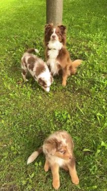 Sevimli Avustralyalı çoban köpekleri neşeyle oynuyorlar yemyeşil bir park ortamında gün ışığıyla dolu