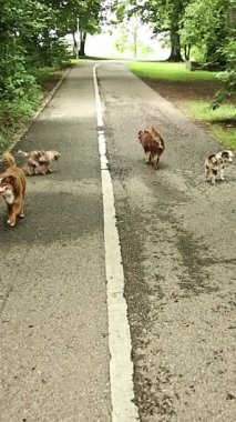 Bir yolda yürüyen üç köpek var, biri kahverengi. Köpekler ortada kahverengi bir köpekle kuyrukta yürüyorlar.