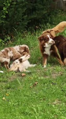 Otlak bir alanda oynayan üç köpek. Köpeklerden biri kahverengi ve beyaz. Diğer ikisi kahverengi ve beyaz.