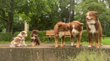 Neşeli Avustralyalı çobanlar bütün gün parkta harika vakit geçiriyorlar.