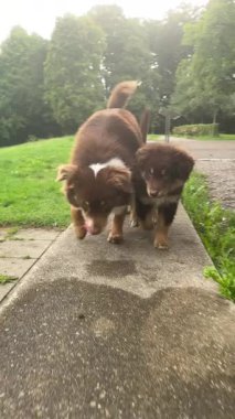 Bu videoda iki neşeli kahverengi köpek parkta güneşli bir günün tadını çıkarıyor, birlikte gülüyorlar ve neşeli arkadaşlıklarını sergiliyorlar.