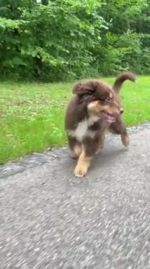 İnanılmaz derecede sevimli iki köpek yavrusu yemyeşil yollarda keyifle geziniyor.