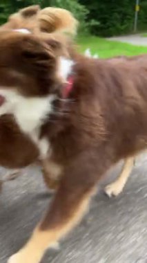 Neşeli ve enerjik bir yavru köpek grubu açık havada neşe içinde güzel ve manzaralı bir patikayı keşfediyor.