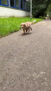 Neşeli bir köpek, canlı bir parkta, yemyeşil çimlerle çevrili bir patikada neşeyle koşar, enerji saçar.