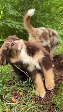 Şirin ve hayat dolu kahverengi bir köpek yavrusu canlı ve renkli bir orman ortamındaki yemyeşil yeşillikleri zevkle keşfediyor.