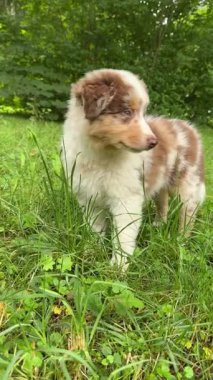 Neşeli bir köpek yavrusu neşeyle canlı ve yemyeşil çimenleri keşfediyor, tapılası özelliklerini ve cazibesini sergiliyor.