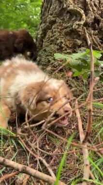 Sevimli küçük yavrular neşeyle oynuyorlar ve yemyeşil bir ortamda açık havada geziniyorlar.