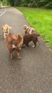 Birlikte bir parkı gezen, mutlu nişanlı köpekleri gösteren harika bir manzara.
