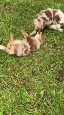 İki sevimli yavru verimli bir alanda enerjik bir şekilde eğleniyor, neşeli doğalarını ve coşkularını sergiliyorlar.