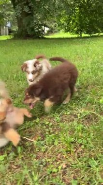 Sevimli yavrular oynaşıyor ve canlı bir çimenlikte eğleniyor. Neşeli ve yürek ısıtan anlar yaratıyorlar.