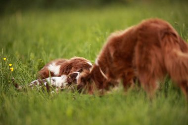 Çimenli bir arazide iki köpek oynuyor. Köpeklerden biri yerde yatarken diğeri toprağı kokluyor.