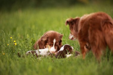 Otlak bir alanda üç köpek oynuyor. Köpeklerden biri yerde yatarken diğer ikisi ayakta ona bakıyor.