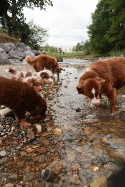 Bir grup köpek nehirde oynuyorlar. Köpekler kahverengi ve beyazdır. Su bulanık ve kayalar etrafa saçılmış.