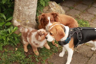 Üç köpek yan yana duruyor, biri koşum takımı takıyor. Köpekler kahverengi ve beyaz ve birbirlerine eşlik etmekten zevk alıyor gibiler.