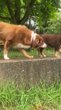 Canlı ve yemyeşil bir ortamda, iki oyuncu köpek neşeyle etkileşime geçer ve büyüleyici çevrelerini keşfederler.
